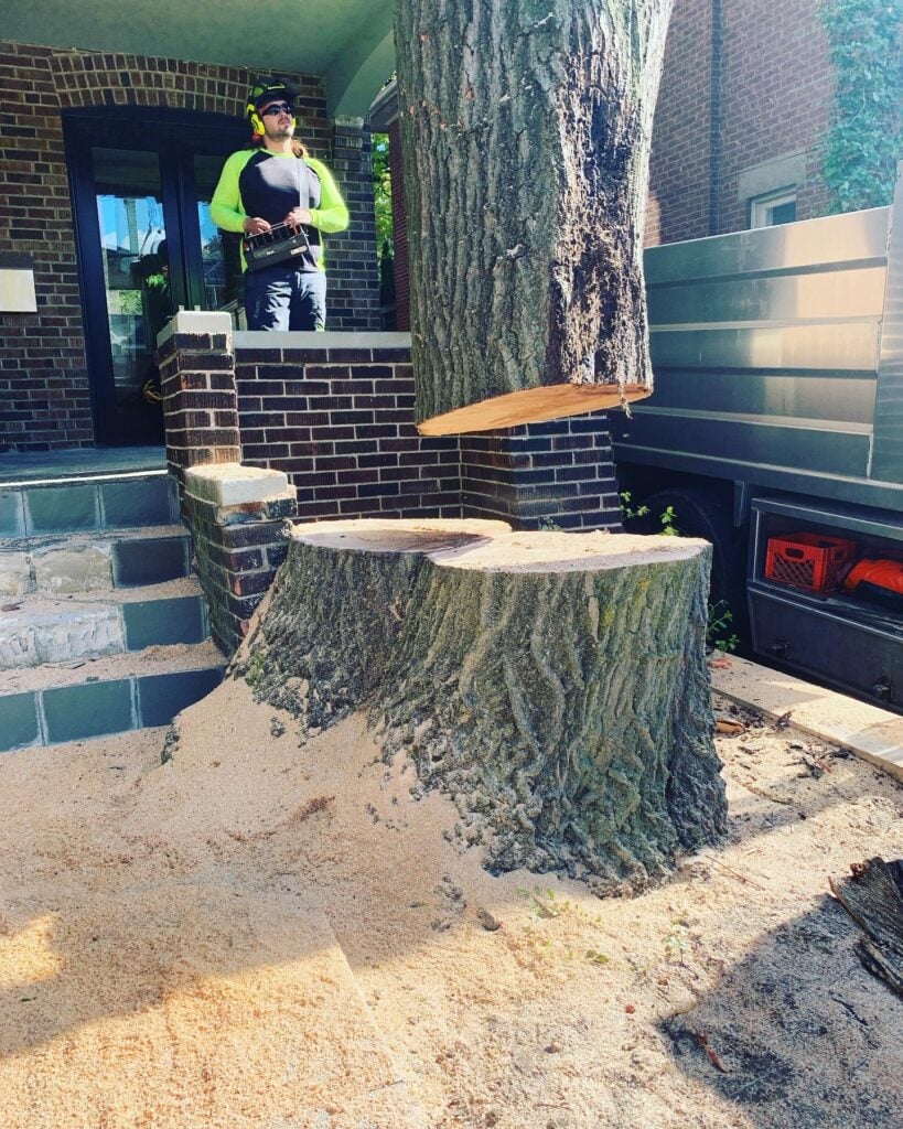 Elite Tree Care team removing a tree from a front yard
