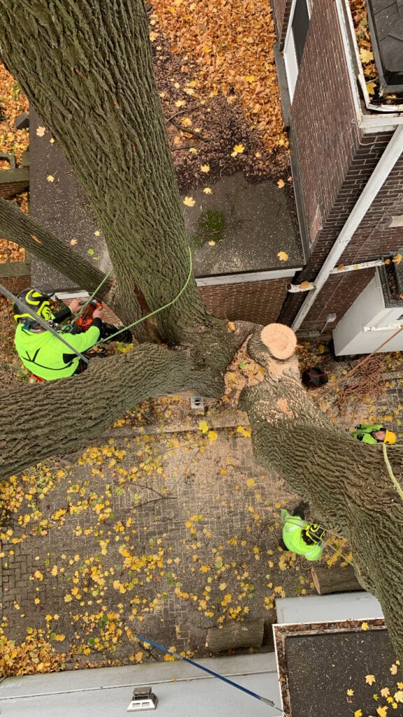 Elite Tree Care's expert arborists performing a precision tree removal in the GTA. With advanced rigging techniques and safety-first practices, we specialize in removing hazardous trees near homes and structures with minimal risk and maximum efficiency.